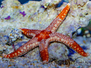 Fromia monilis