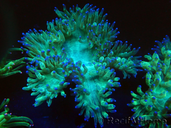 WYSIWYG Catalaphyllia jardinei Blue Tips Frag 5 (Esqueleto 3 cm/abierto 7 cm)