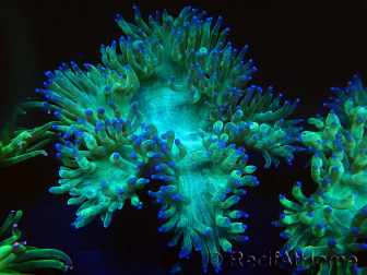 WYSIWYG Catalaphyllia jardinei Blue Tips Frag 5 (Esqueleto 3 cm/abierto 7 cm)