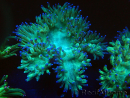 WYSIWYG Catalaphyllia jardinei Pink Tips Frag 5 (Skeleton 3 cm/open 7 cm)