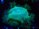 WYSIWYG Catalaphyllia jardinei Pink Tips Frag 7 (Skeleton 4.5 cm/open 9 cm)
