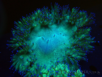 WYSIWYG Catalaphyllia jardinei Pink Tips Frag 8 (Skelett 4 cm/offen 7 cm)