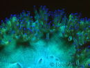 WYSIWYG Catalaphyllia jardinei Pink Tips Frag 8 (Skeleton 4 cm/open 7 cm)