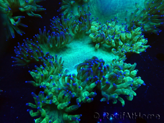 WYSIWYG Catalaphyllia jardinei Ultra Pink Tips Frag 9 (Skeleton 5 cm)