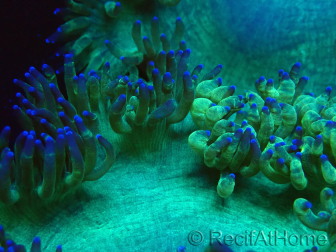 WYSIWYG Catalaphyllia jardinei Ultra Pink Tips Frag 9 (Skeleton 5 cm)