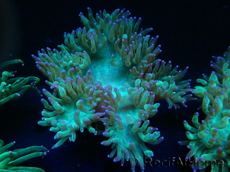 WYSIWYG Catalaphyllia jardinei Blue Tips Frag 5 (Skeleton 3 cm/open 7 cm)