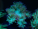 WYSIWYG Catalaphyllia jardinei Blue Tips Frag 5 (Skeleton 3 cm/open 7 cm)