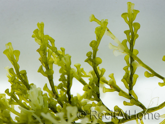 Caulerpa lentillifera Piccolo