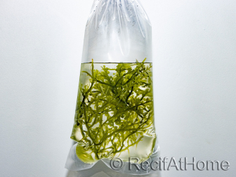 Caulerpa lentillifera Klein