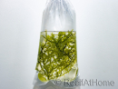 Caulerpa lentillifera Klein
