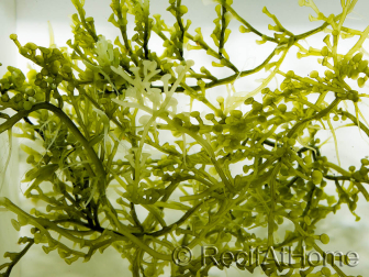 Caulerpa lentillifera Small