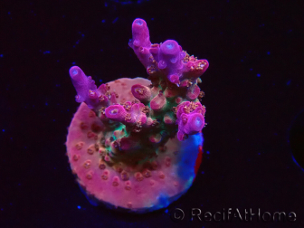 WYSIWYG- RAH Acropora Princess 5A6