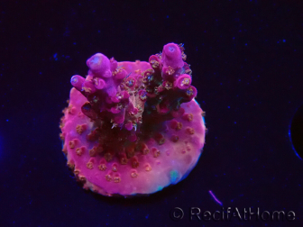 WYSIWYG- RAH Acropora Princess 5O1