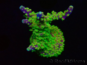 WYSIWYG MH Acropora natalensis 5C6