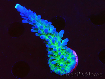 WYSIWYG - RAH Acropora tortuosa 5F7