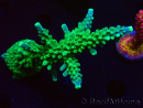 WYSIWYG RAH Acropora Joker 5H2