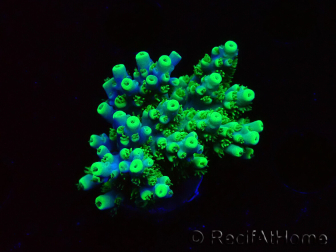 WYSIWYG RAH Acropora Hematoma 5J4