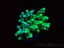 WYSIWYG RAH Acropora Hämatom 5J4