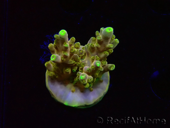 WYSIWYG RAH Acropora Gold Finger 5M4