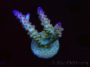 WYSIWYG RAH Acropora Astro-berry 5P7