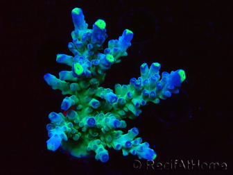 WYSIWYG LR Acropora austera Yellow Tips 5X7