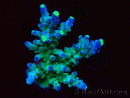 WYSIWYG LR Acropora austera Yellow Tips 5X7