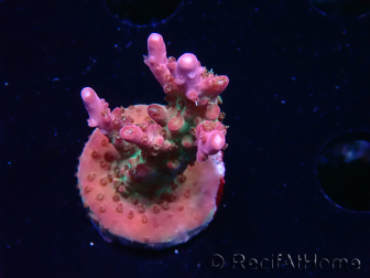 WYSIWYG- RAH Acropora Princess 5A6