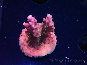 WYSIWYG- RAH Acropora Princess 5A7