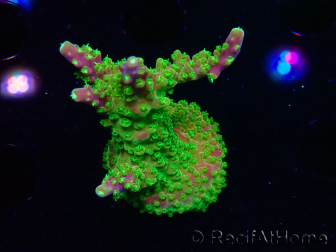 WYSIWYG MH Acropora natalensis 5C6