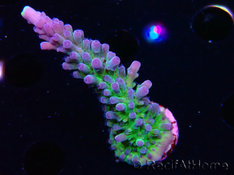 WYSIWYG - RAH Acropora tortuosa 5F7