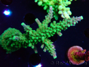 WYSIWYG RAH Acropora Joker 5H2