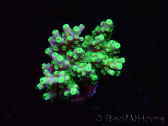 WYSIWYG RAH Acropora Hämatom 5J4