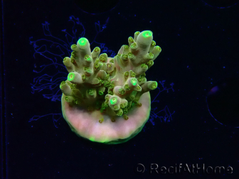 WYSIWYG RAH Acropora Gold Finger 5M4