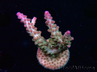 WYSIWYG RAH Acropora Astro-berry 5P7