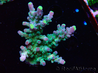 WYSIWYG LR Acropora austera Yellow Tips 5X7