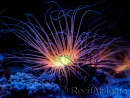 Cerianthus filiformis orange