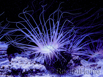 Cerianthus filiformis naranja