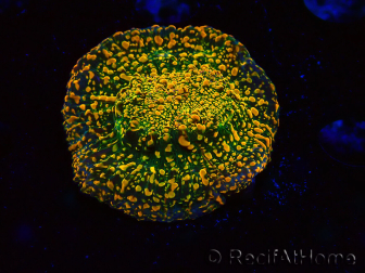  WYSIWYG - WWC Echinophyllia Stellaria 21E1
