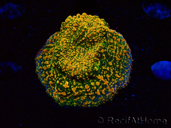  WYSIWYG - WWC Echinophyllia Stellaria 21E2