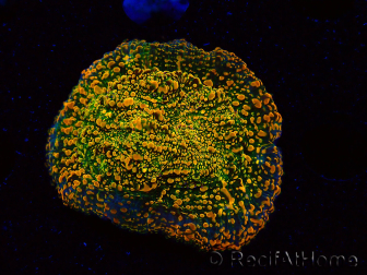 WYSIWYG - WWC Echinophyllia Stellaria 21E