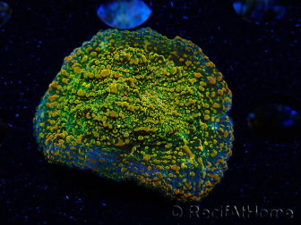 WYSIWYG - WWC Echinophyllia Stellaria 21E