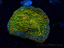  WYSIWYG - WWC Echinophyllia Stellaria 21E3