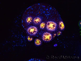 WYSIWYG - RAH Zoanthus Implosion 40J1