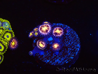 WYSIWYG - RAH Zoanthus Implosion 40J3