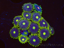 WYSIWYG - Zoanthus Blue Daisy 40P7