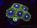 WYSIWYG - Zoanthus Blue Daisy 40P8