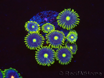 WYSIWYG - Zoanthus Blue Daisy