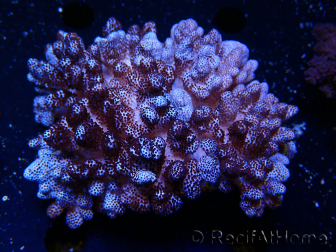 Cladiella sp 1