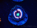 WYSIWYG - Zoanthus Drama Queen 30D4