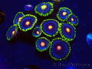 WYSIWYG - Zoanthus Eyes Of Rah 30E
